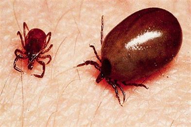 Khabar East:11-Year-Old-Boy-Dies-Of-Suspected-Scrub-Typhus-In-Anugola