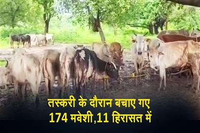 Khabar East:174-Cattle-Rescued-While-Being-Smuggled-In-Keonjhar-11-Detained