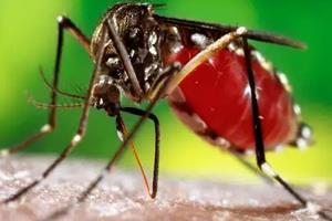 Khabar East:245-new-patients-found-in-Bihar-dengue-in-Bihar