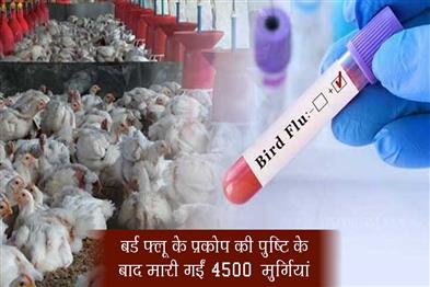 Khabar East:4500-Chickens-Culled-In-Khordha-As-Bird-Flu-Outbreak-Confirmed