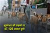 Khabar East:47126-Stray-Dogs-Roam-Bhubaneswar-Streets-Census