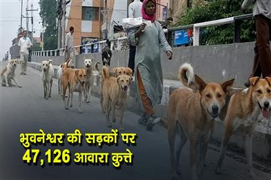 Khabar East:47126-Stray-Dogs-Roam-Bhubaneswar-Streets-Census