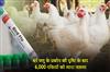 Khabar East:6000-Birds-To-Be-Culled-As-Bird-Flu-Outbreak-Confirmed-In-Puris-Delanga