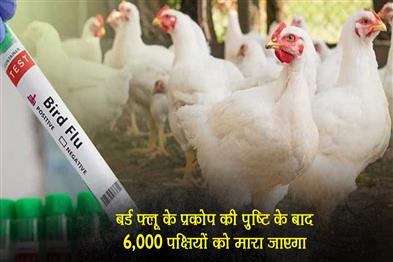 Khabar East:6000-Birds-To-Be-Culled-As-Bird-Flu-Outbreak-Confirmed-In-Puris-Delanga