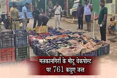 Khabar East:761-Turtles-Seized-At-Motu-Checkpost-In-Malkangiri