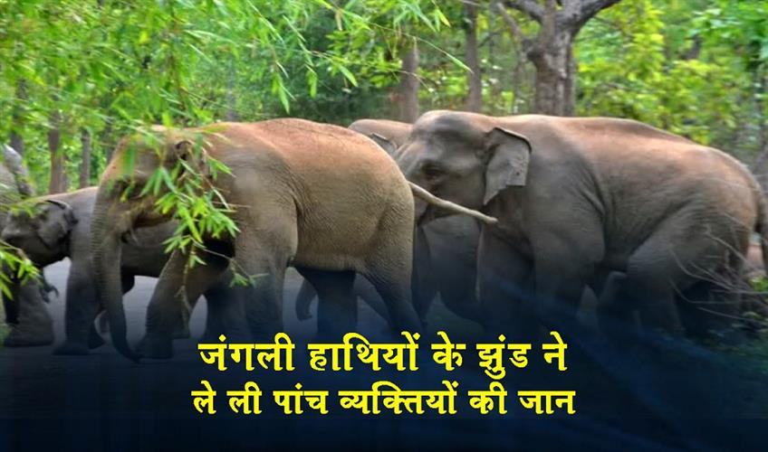 Khabar East:A-herd-of-wild-elephants-claimed-the-lives-of-five-people