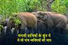 Khabar East:A-herd-of-wild-elephants-claimed-the-lives-of-five-people