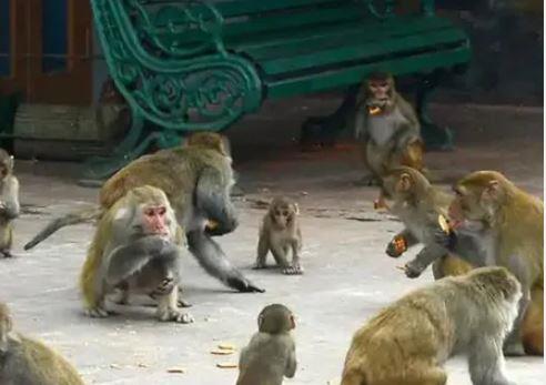 Khabar East:Above-20-monkeys-killed-in-lightning-strike-in-Balasore