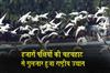 Khabar East:Bhitarkanika-Comes-Alive-As-Thousands-Of-Birds-Arrive-For-Nesting-Season
