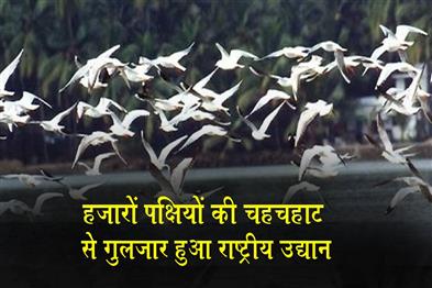 Khabar East:Bhitarkanika-Comes-Alive-As-Thousands-Of-Birds-Arrive-For-Nesting-Season