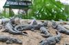 Khabar East:Bhitarkanika-National-Park-reopens-for-tourists-after-three-month-closure