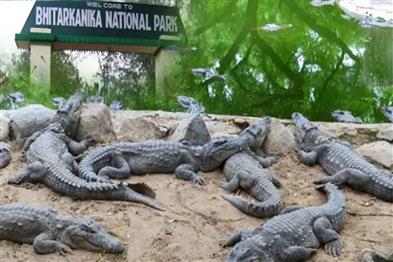 Khabar East:Bhitarkanika-National-Park-reopens-for-tourists-after-three-month-closure