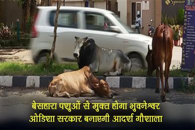 Khabar East:Bhubaneswar-to-become-stray-cattle-free-Odisha-govt-to-build-model-gaushala