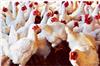 Khabar East:Bird-flu-hits-Ranchi-ban-on-buying-and-selling-of-chickens