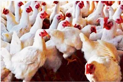 Khabar East:Bird-flu-hits-Ranchi-ban-on-buying-and-selling-of-chickens