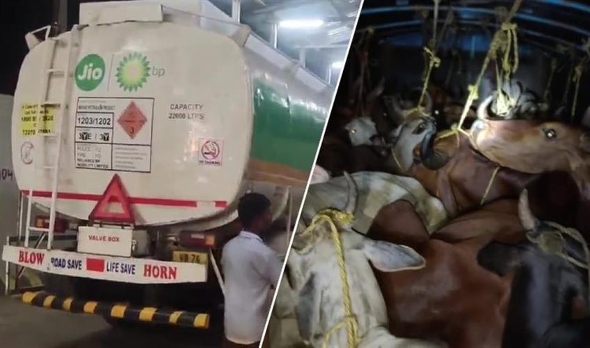 Khabar East:Cattle-Smuggling-Bid-Foiled-In-Mayurbhanj-2-Detained