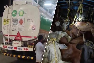 Khabar East:Cattle-Smuggling-Bid-Foiled-In-Mayurbhanj-2-Detained