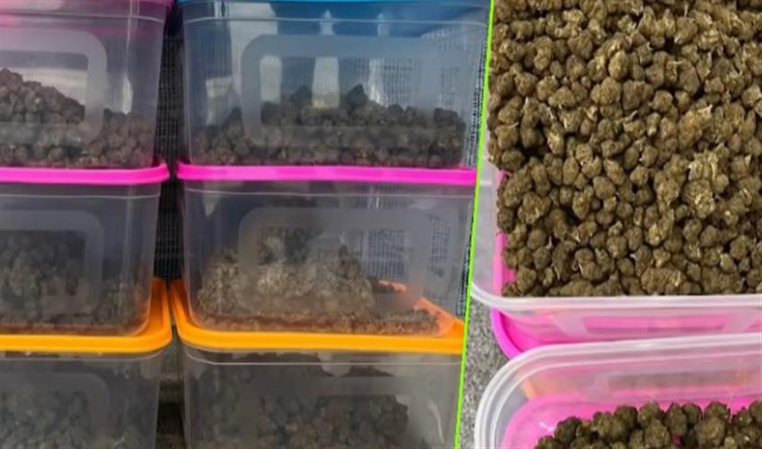 Khabar East:DRI-Seizes-Marijuana-Worth-Rs-3-Cr-At-Bhubaneswar-Airport-3-Detained