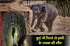 Khabar East:Elephant-Calf-Dies-After-Falling-Into-Well-In-Keonjhar
