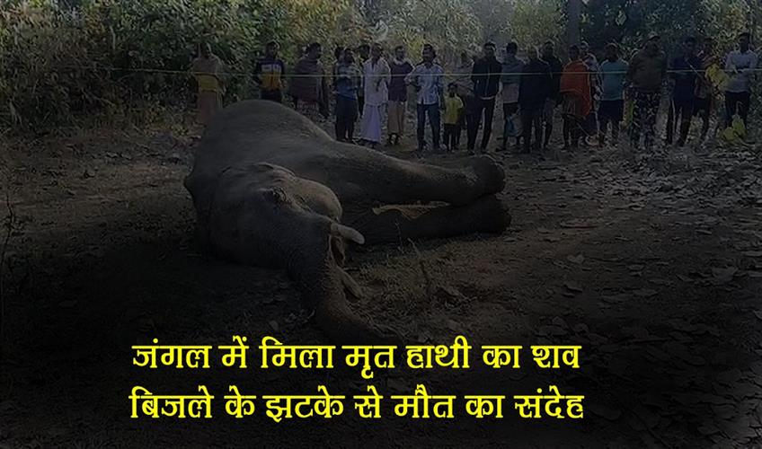 Khabar East:Elephant-Found-Dead-In-Deogarh-Forest-Electrocution-Suspected