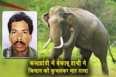 Khabar East:Farmer-Trampled-To-Death-By-Rogue-Elephant-In-Kalahandi