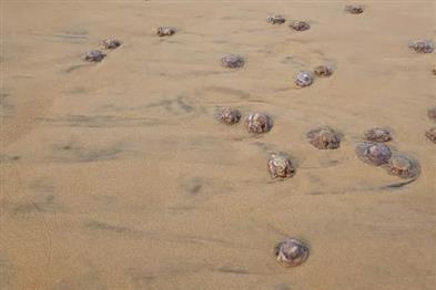 Khabar East:Hundreds-Of-Jelly-Fish-Found-Dead-On-Gopalpur-Sea-Shore