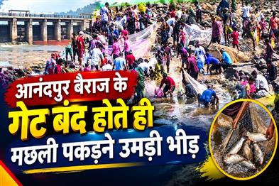 Khabar East:Hundreds-Rush-To-Baitarani-Riverbed-To-Catch-Fish-As-Anandapur-Barrage-Gates-Close