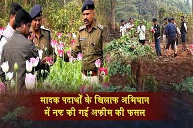 Khabar East:Keonjhar-Police-Destroys-Massive-Poppy-Cultivation-In-Major-Anti-Narcotics-Operation
