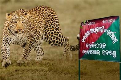 Khabar East:Leopard-Mauls-Man-to-Death-In-Sambalpur