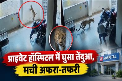 Khabar East:Leopard-entered-private-hospital-created-chaos