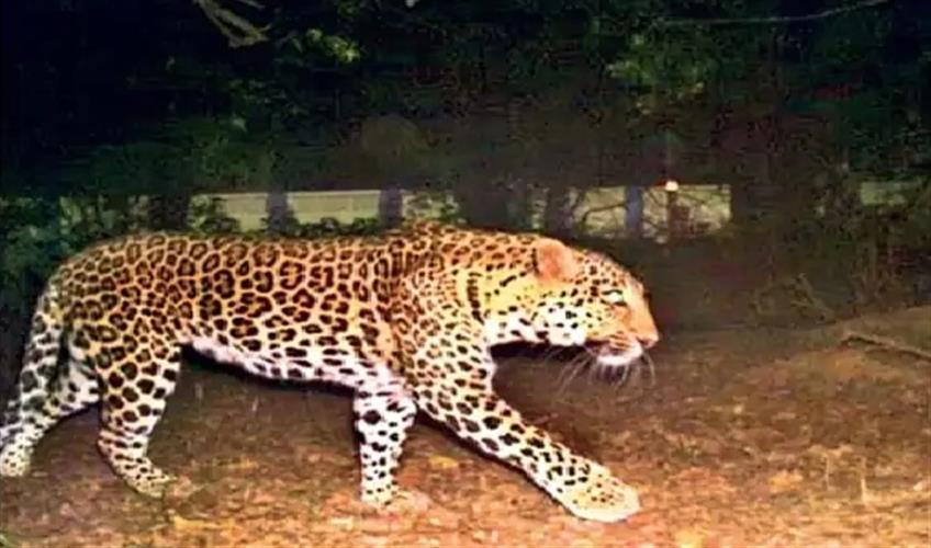 Khabar East:Leopard-seen-again-at-Patna-Air-Force-Station-panic