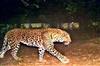 Khabar East:Leopard-seen-again-at-Patna-Air-Force-Station-panic