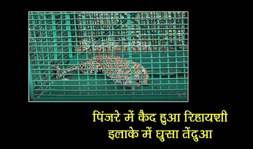 Khabar East:Leopard-trapped-in-a-cage-entered-the-residential-area