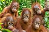 Khabar East:Nandankanan-Considers-Open-Air-Access-For-Rescued-Baby-Orangutans