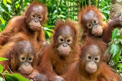 Khabar East:Nandankanan-Considers-Open-Air-Access-For-Rescued-Baby-Orangutans