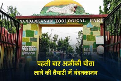 Khabar East:Nandankanan-Set-To-Bring-African-Cheetahs-For-First-Time-Ever