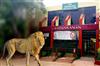Khabar East:Nandankanan-Zoo-Welcomes-Two-Lion-Cubs-Lion-Strength-Touches-24