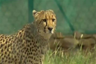 Khabar East:Nandankanan-Zoo-to-get-cheetah-two-white-lion-cubs-from-Dubai
