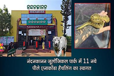 Khabar East:Nandankanan-Zoological-Park-Welcomes-11-New-Yellow-Anaconda-Hatchlings