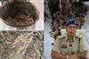 Khabar East:Naxal-materials-including-35-kg-of-pangolin-scales-seized