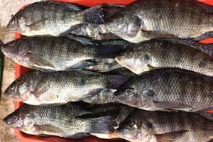Khabar East:Now-the-fish-of-Andhra-Pradesh-coming-to-Odisha-will-be-examined-Department-of-Agriculture-and-Health