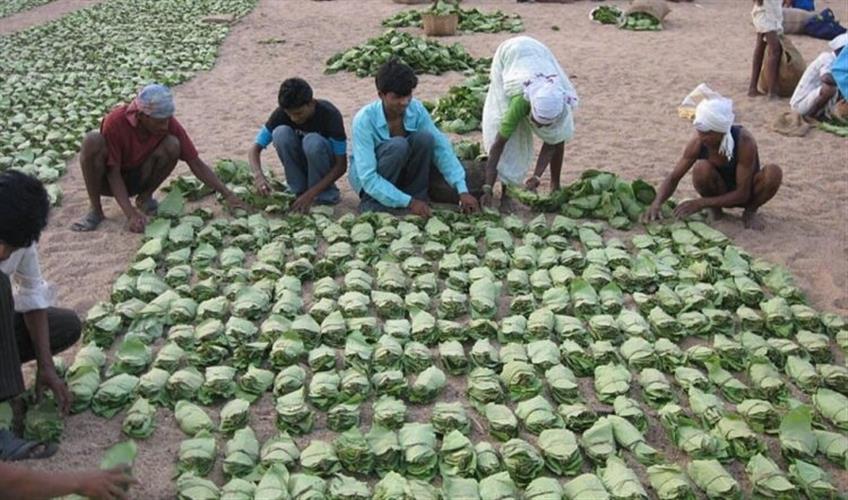 Khabar East:Odisha-CM-Announces-Financial-Aid-Of-Rs-56-Crore-For-Kendu-Leaf-Beneficiaries