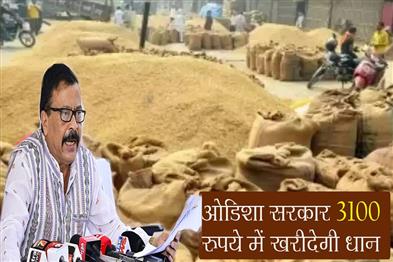 Khabar East:Odisha-Govt-To-Procure-Paddy-At-Rs-3100-Process-To-Begin-On-Nov-21-In-Bargarh-Minister