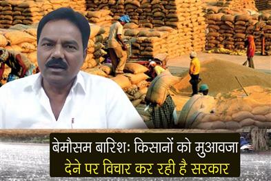 Khabar East:Odisha-Mulling-To-Compensate-Farmers-For-Paddy-Damaged-Due-To-Unseasonal-Rain