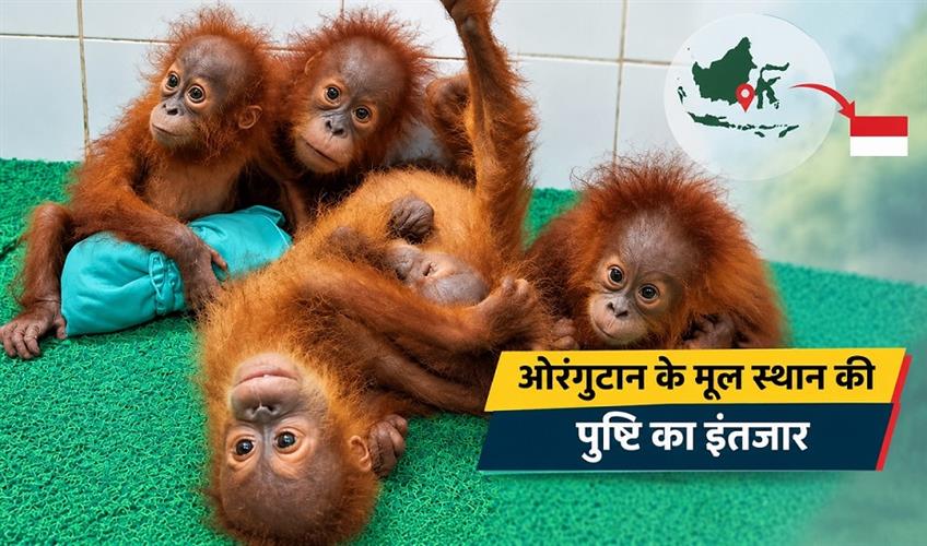 Khabar East:Odisha-Yet-To-Receive-Official-Word-On-Orangutan-Repatriation