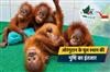 Khabar East:Odisha-Yet-To-Receive-Official-Word-On-Orangutan-Repatriation