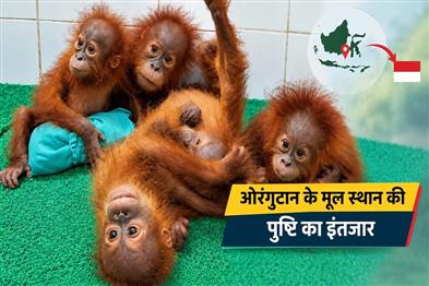 Khabar East:Odisha-Yet-To-Receive-Official-Word-On-Orangutan-Repatriation