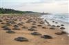 Khabar East:Odisha-to-get-International-Research-Centre-for-Olive-Ridley-turtles