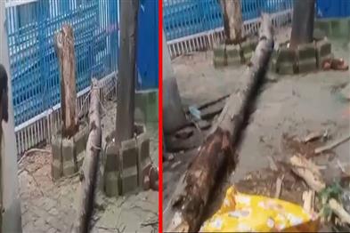 Khabar East:One-woman-died-two-injured-after-tree-fell-amid-rain