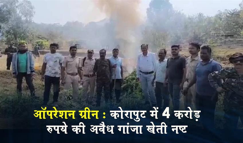 Khabar East:Operation-Green-Cannabis-Cultivation-Worth-Rs-4-Crore-Destroyed-In-Koraput